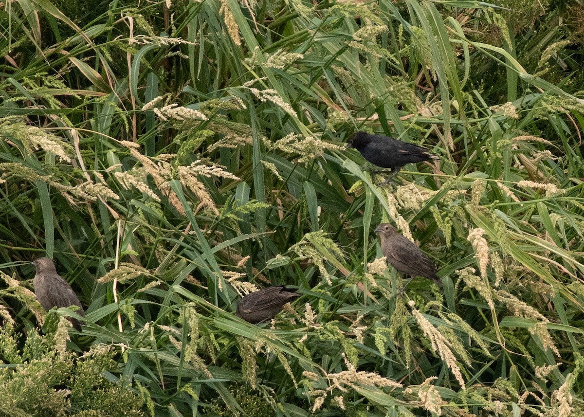 blackbird sp. - ML623880468