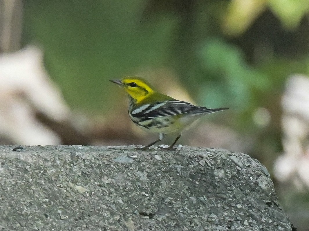 Black-throated Green Warbler - ML623880480