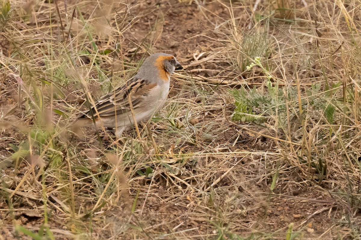 Kenya Rufous Sparrow - ML623880486