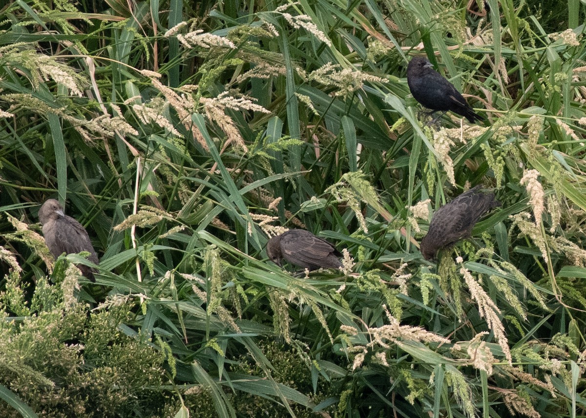 blackbird sp. - ML623880494