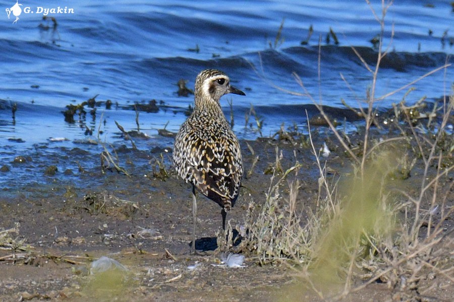 Urre-txirri siberiarra - ML623880512