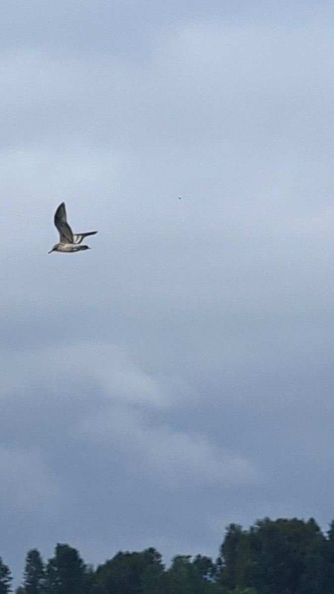 California Gull - Anonymous