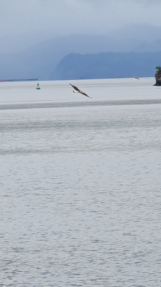 California Gull - Anonymous