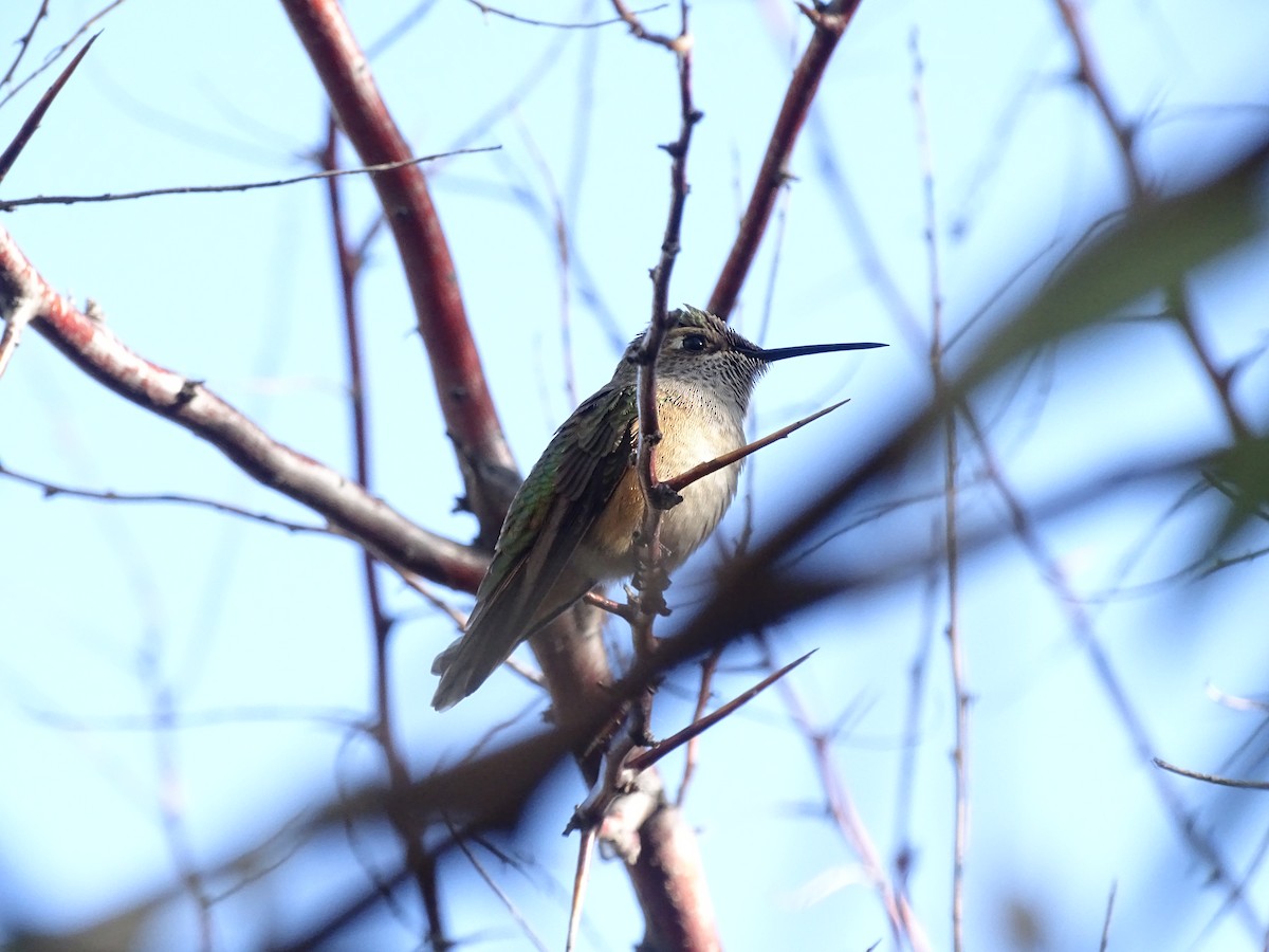 Trochilidae sp. - ML623880554