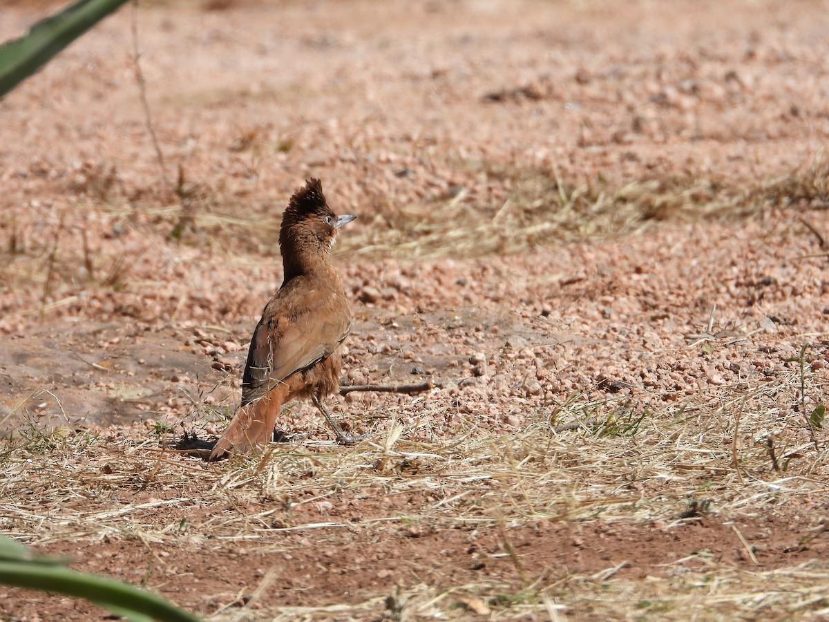 Brown Cacholote - ML623880555