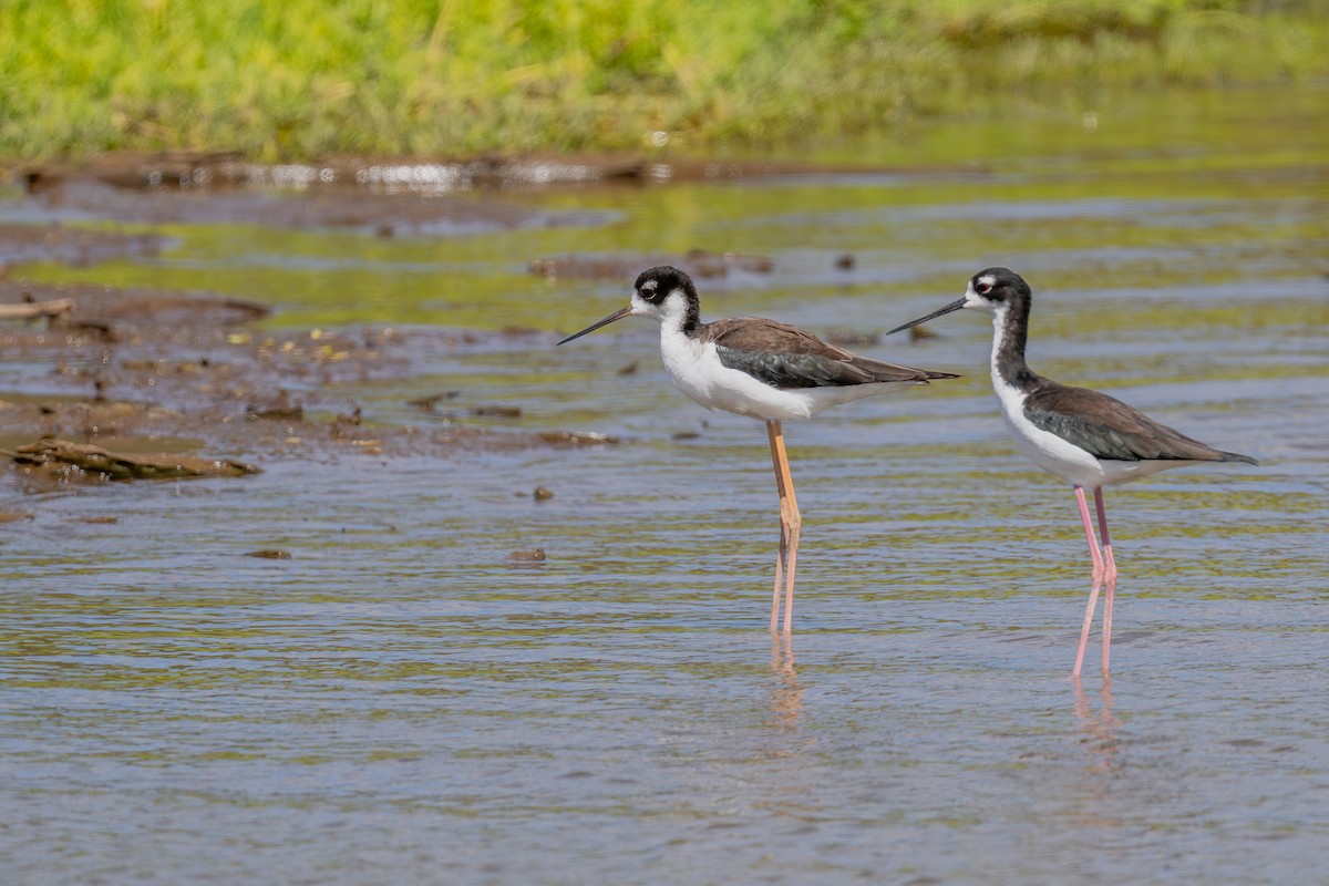 Black-necked Stilt (Hawaiian) - ML623880564