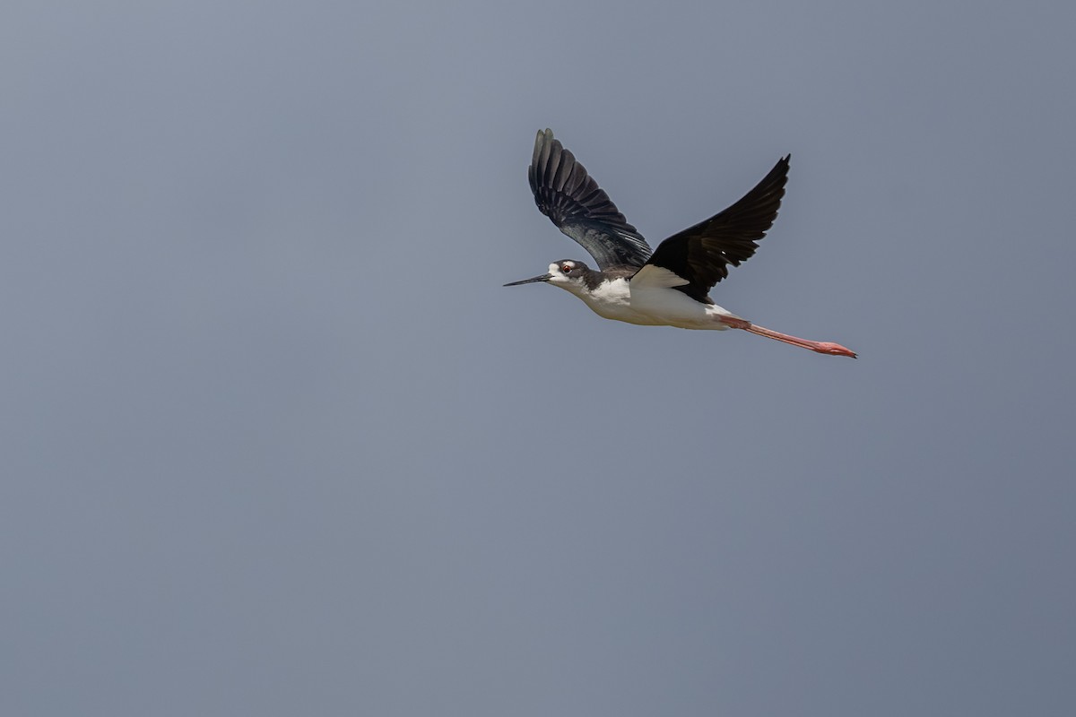 Cigüeñuela Cuellinegra (Hawaiana) - ML623880565