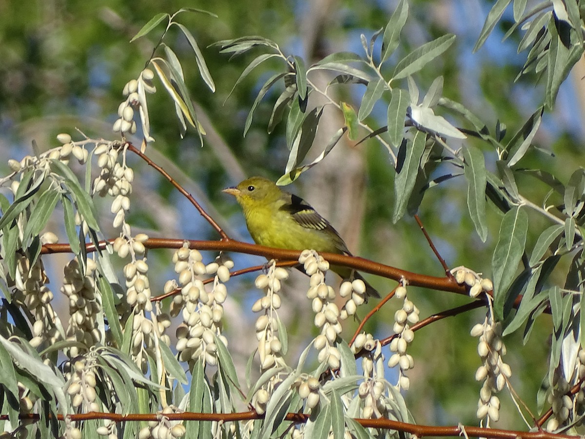 Western Tanager - Baylor Cashen