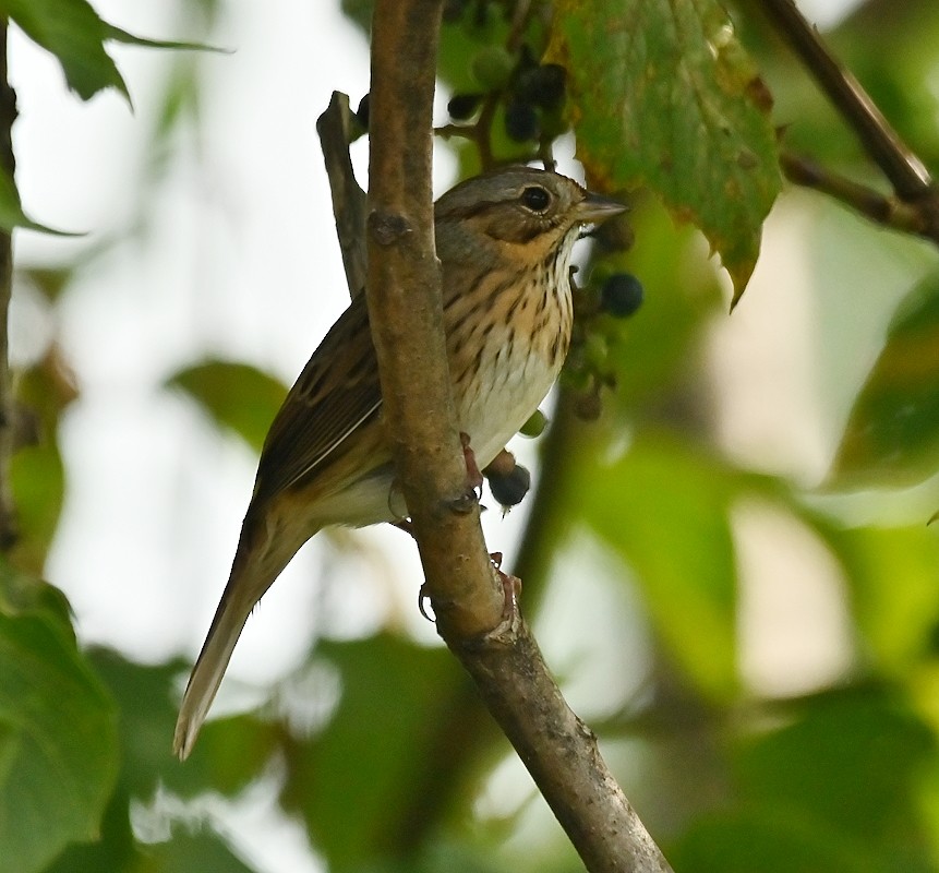 Lincoln's Sparrow - ML623880568