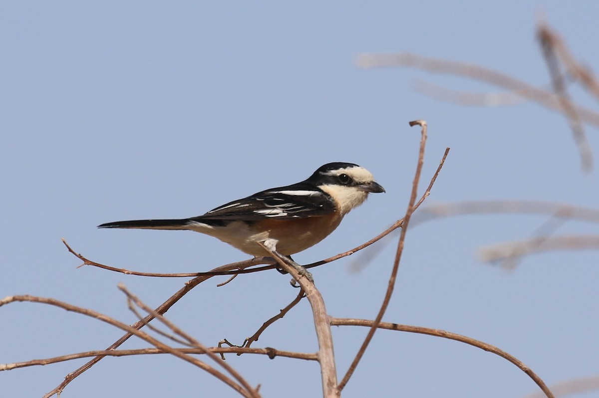 Masked Shrike - ML623880572