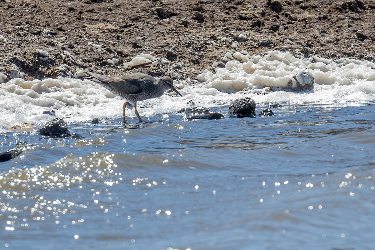 Wandering Tattler - ML623880577