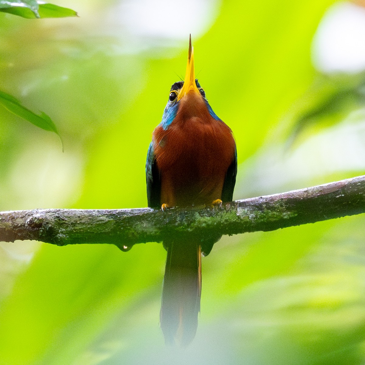 Blue-cheeked Jacamar - ML623880644