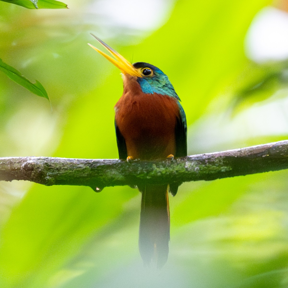 Blue-cheeked Jacamar - ML623880645