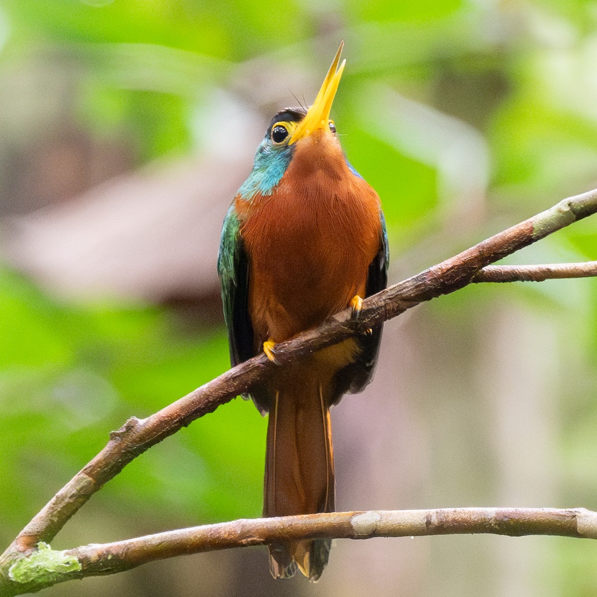 Blue-cheeked Jacamar - ML623880646