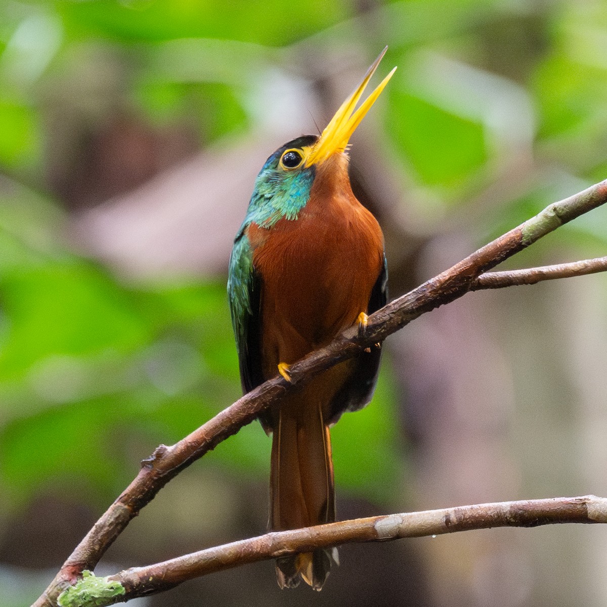 Blue-cheeked Jacamar - ML623880647