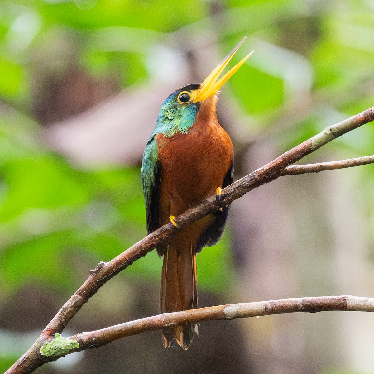 Blue-cheeked Jacamar - ML623880648