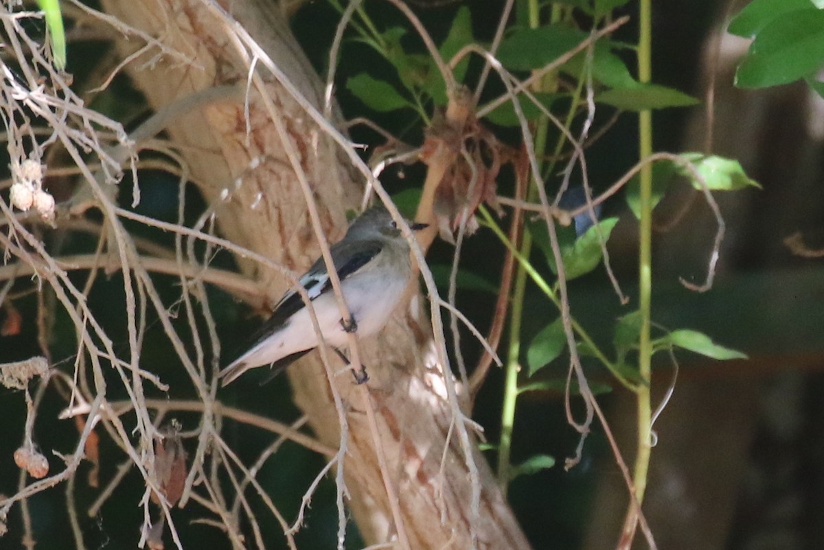 Collared Flycatcher - ML623880698