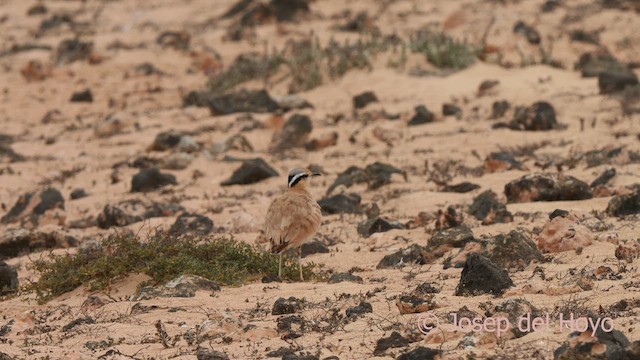 Cream-colored Courser - ML623880711