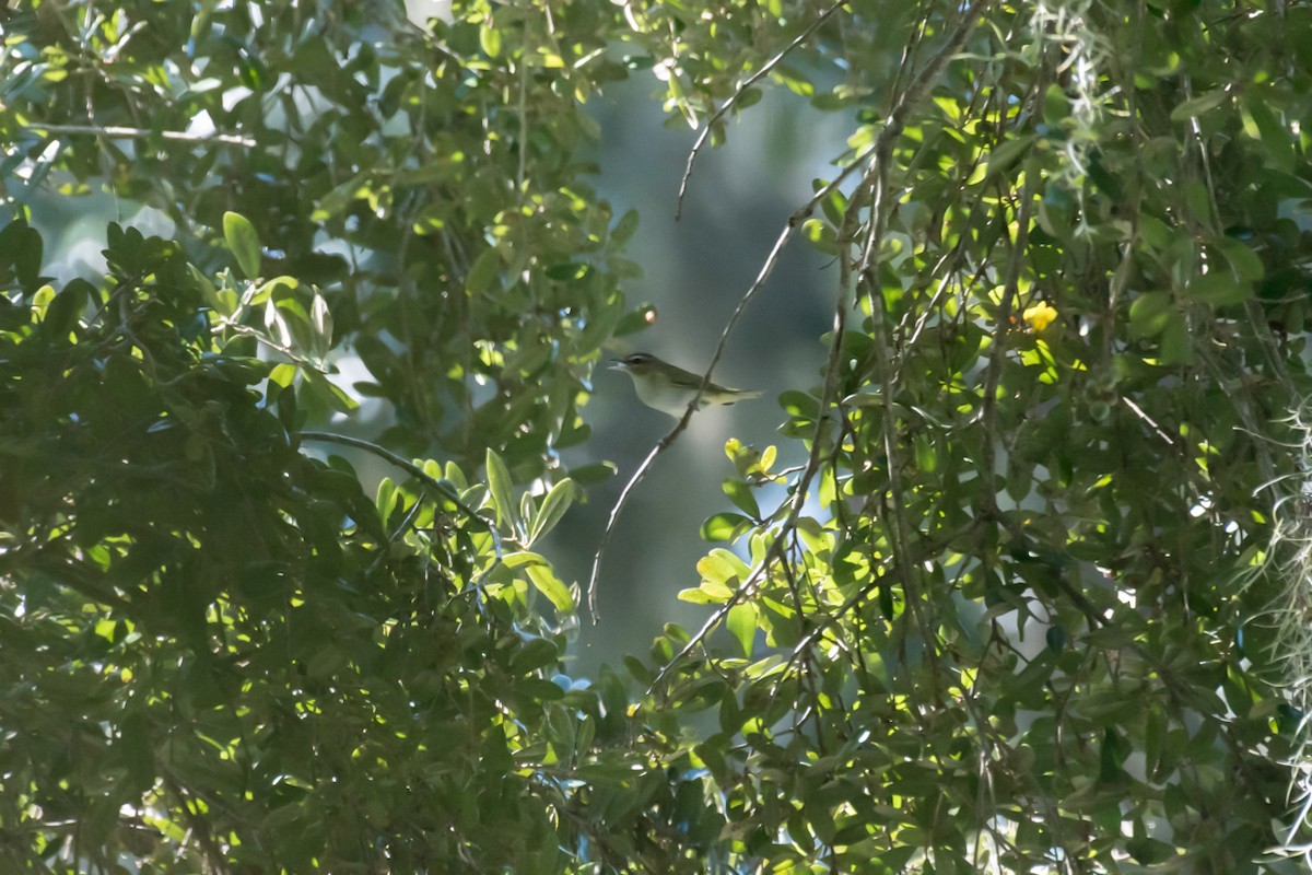 Red-eyed Vireo - ML623880712