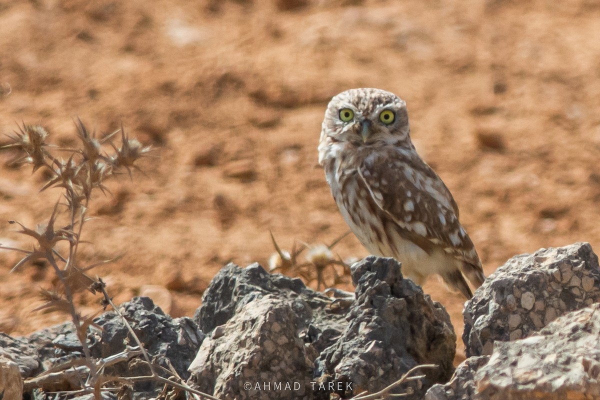 Little Owl (Lilith) - ML623880715