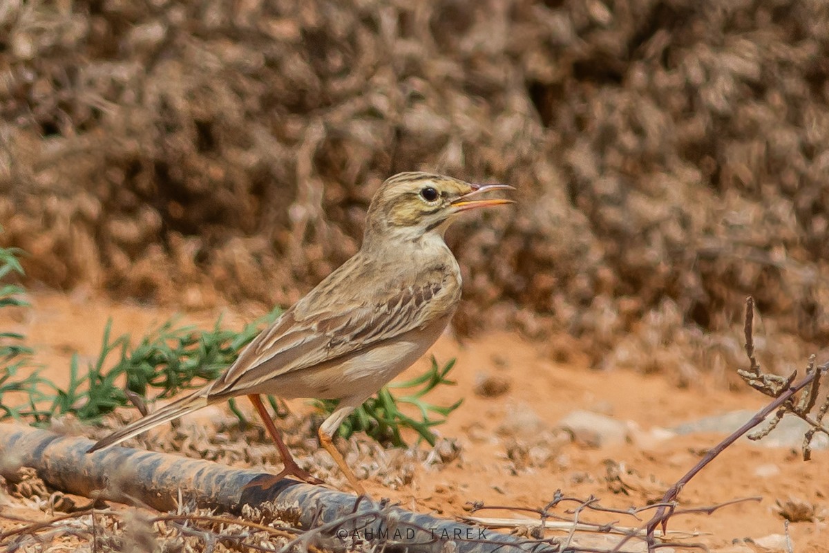 Tawny Pipit - ML623880733