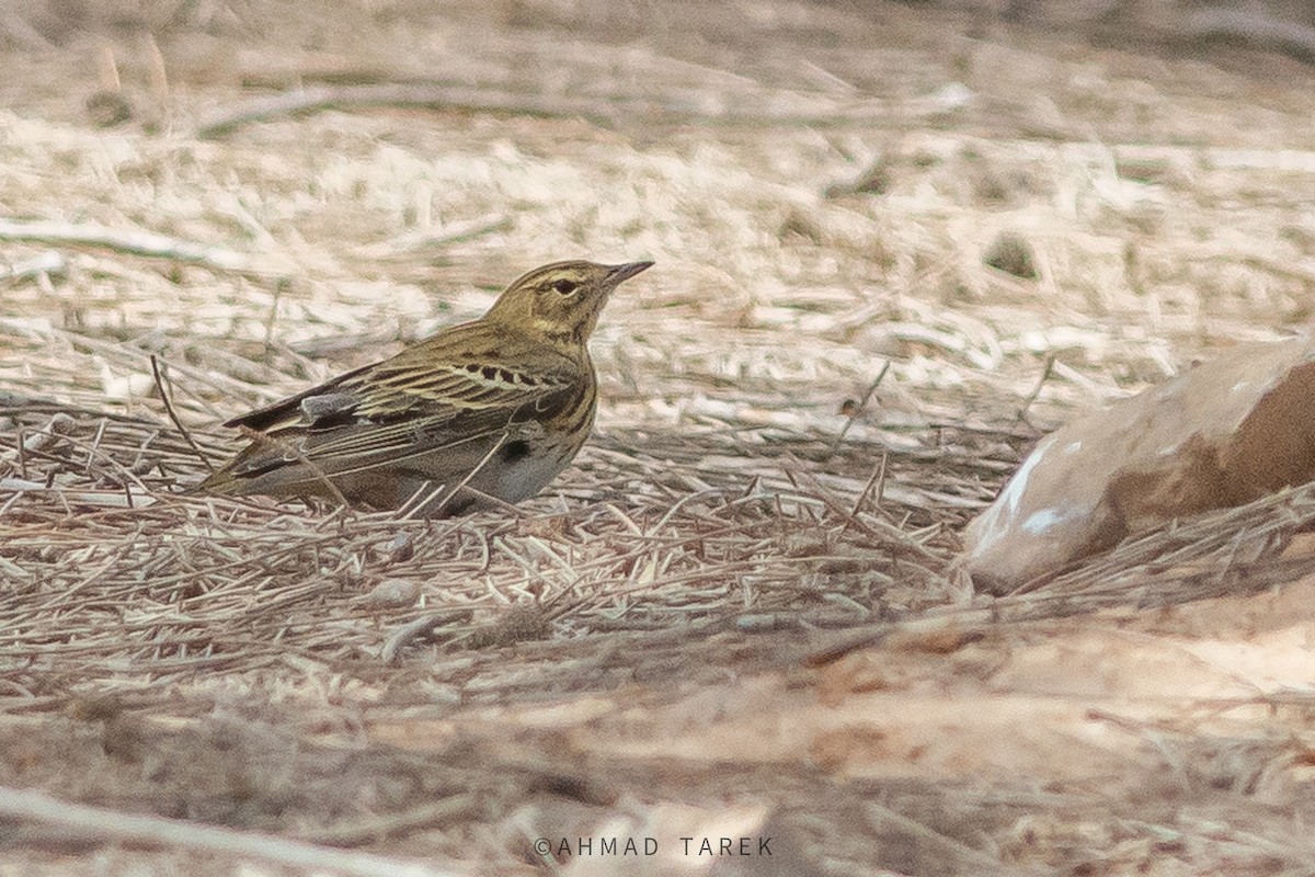 Tree Pipit - ML623880743