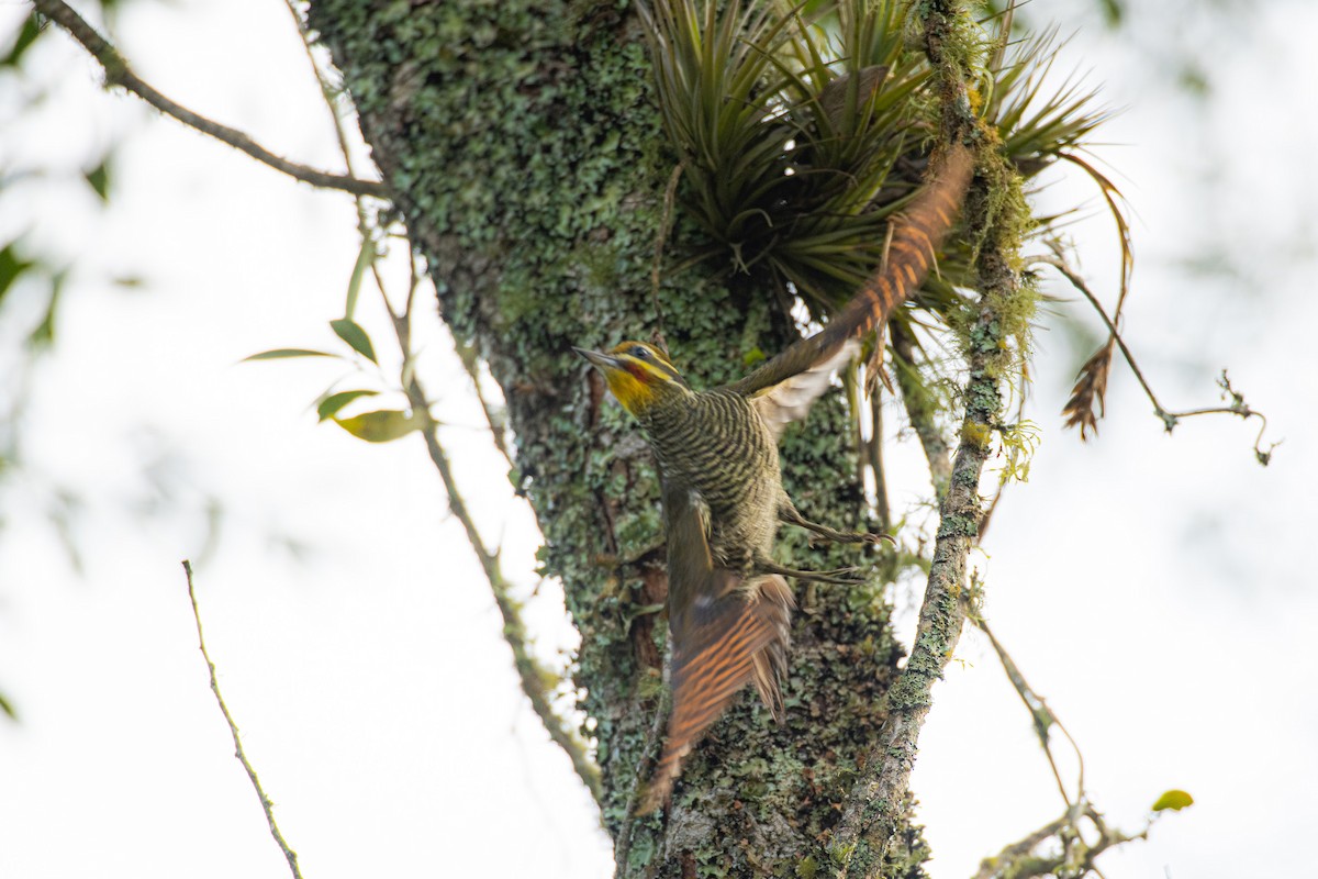 White-browed Woodpecker - ML623880751