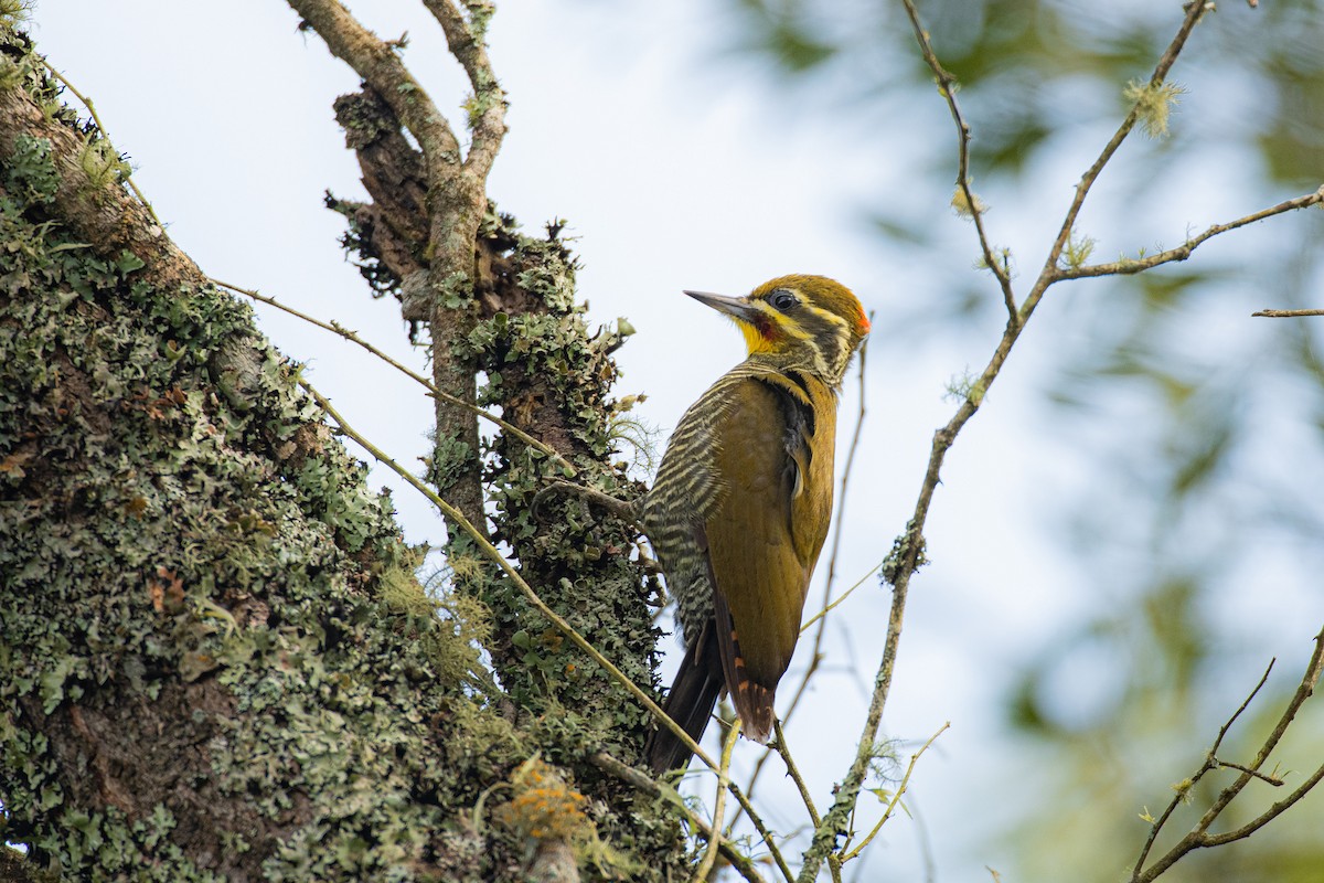 White-browed Woodpecker - ML623880752