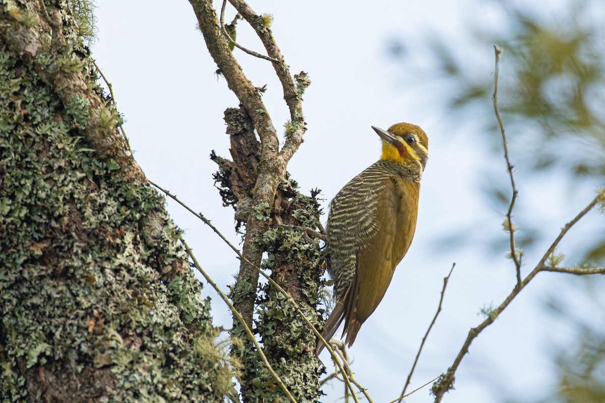 White-browed Woodpecker - ML623880753