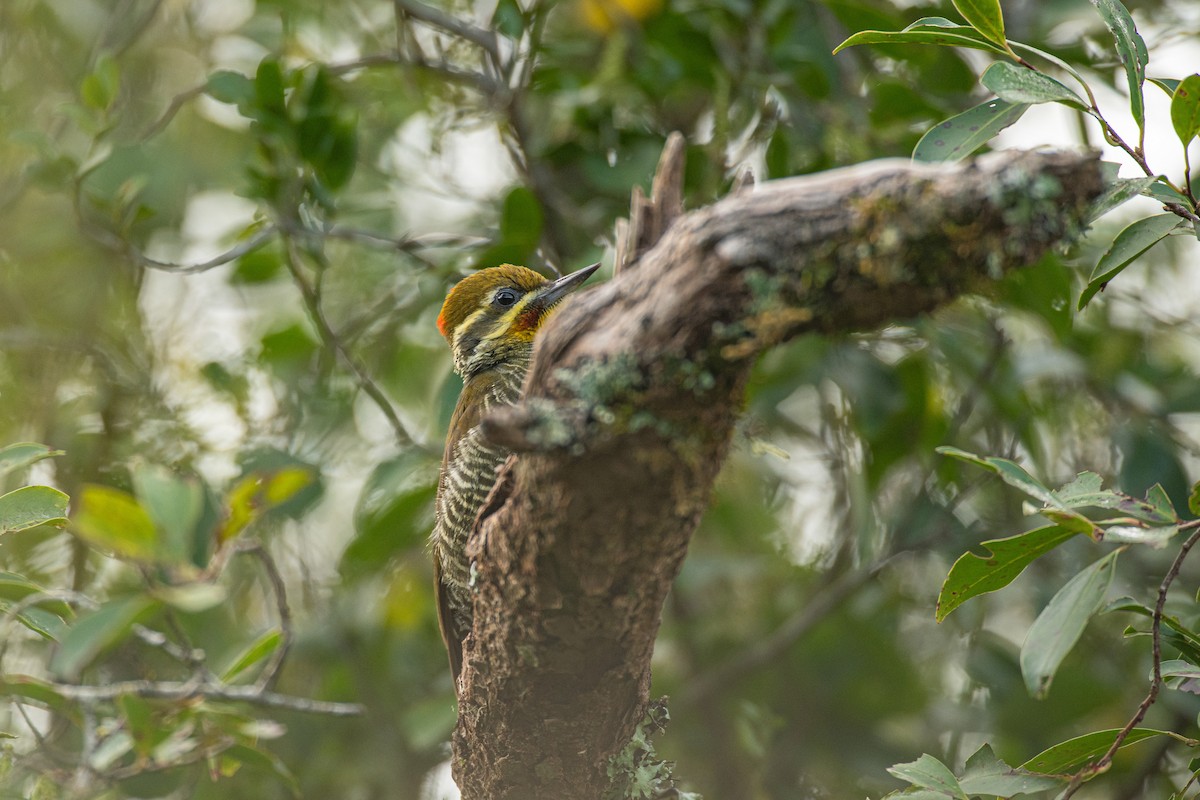 White-browed Woodpecker - ML623880754