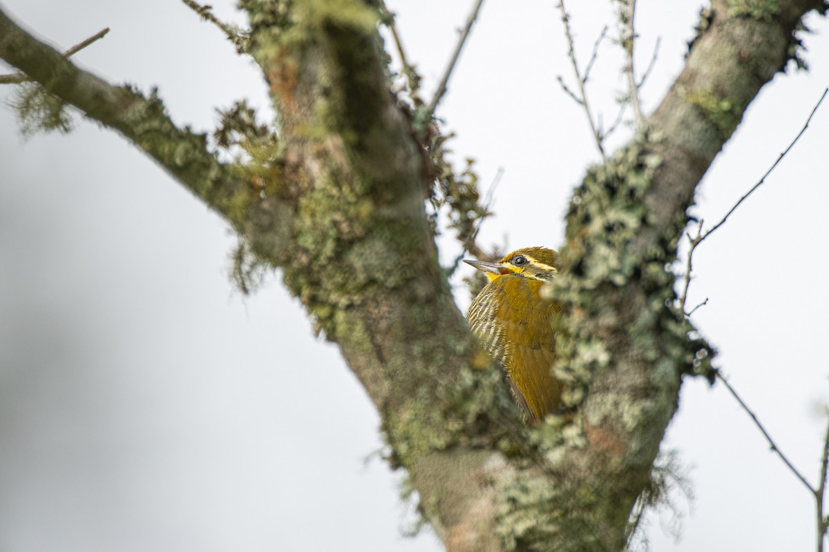 White-browed Woodpecker - ML623880755