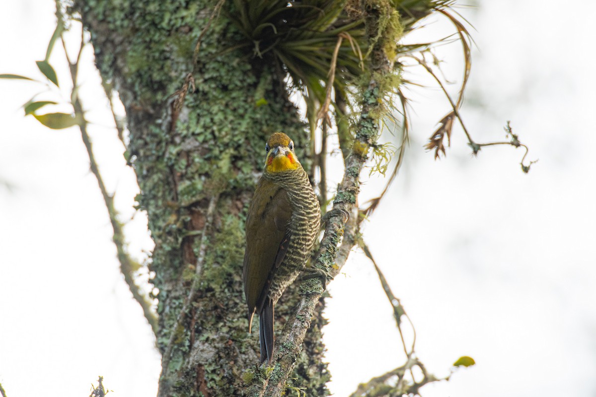 White-browed Woodpecker - ML623880756