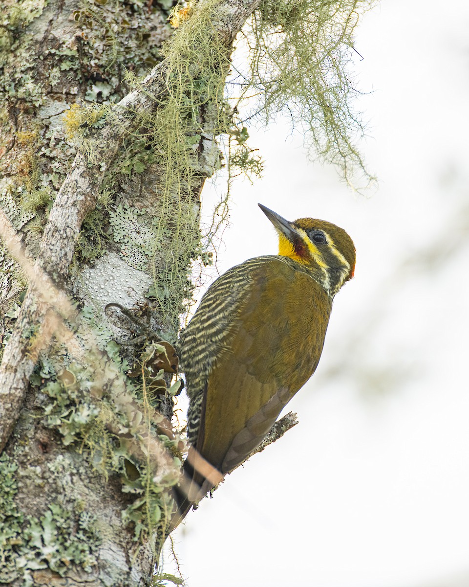 White-browed Woodpecker - Mauricio  Silvera