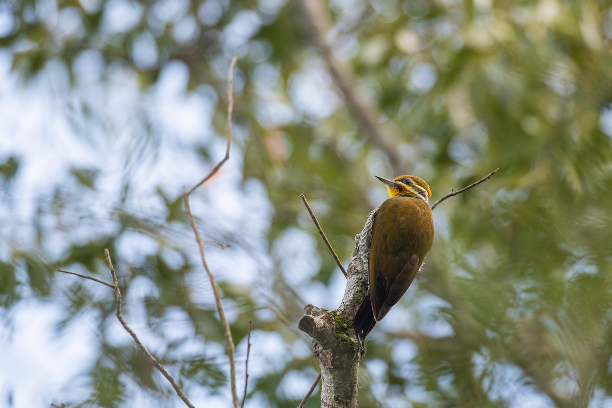 White-browed Woodpecker - ML623880758