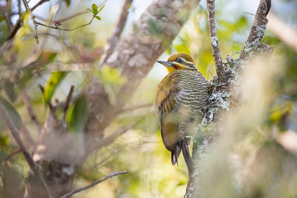 White-browed Woodpecker - Mauricio  Silvera