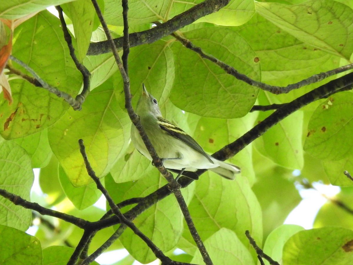 Chestnut-sided Warbler - ML623880787