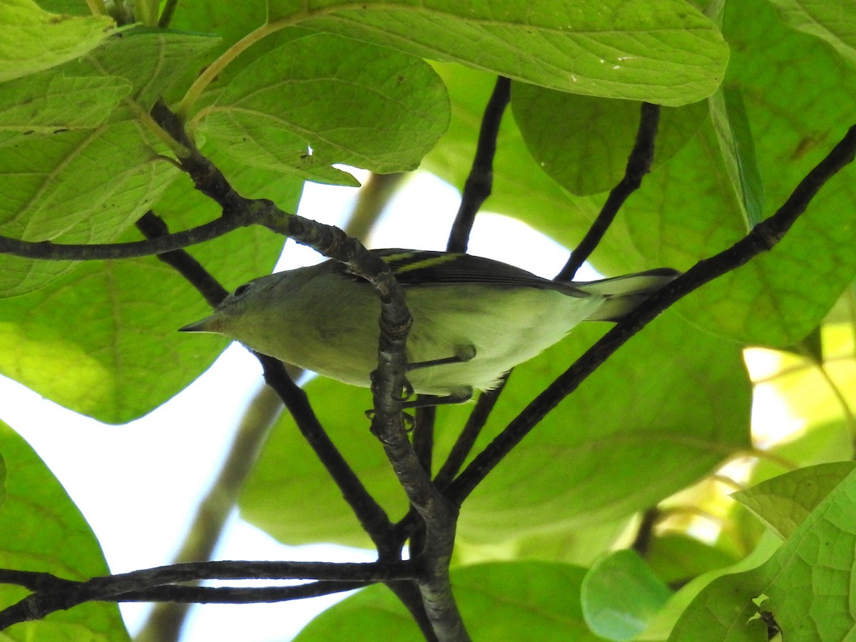 Chestnut-sided Warbler - ML623880788