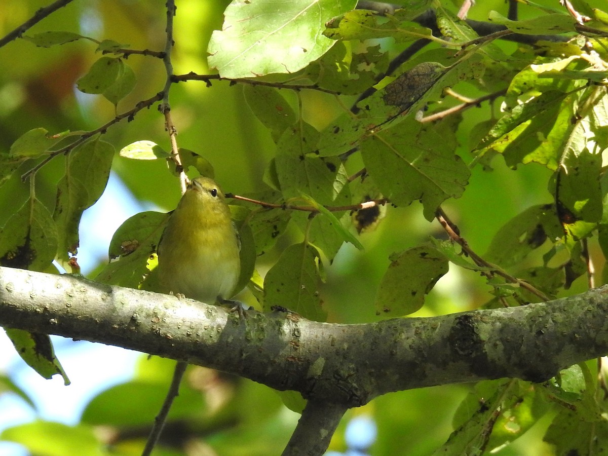 Tennessee Warbler - ML623880791