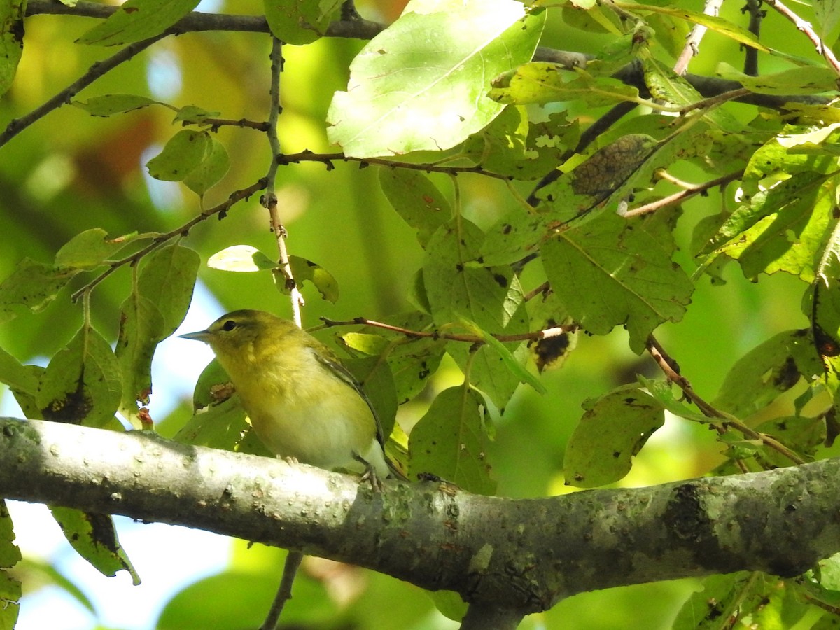 Tennessee Warbler - ML623880792