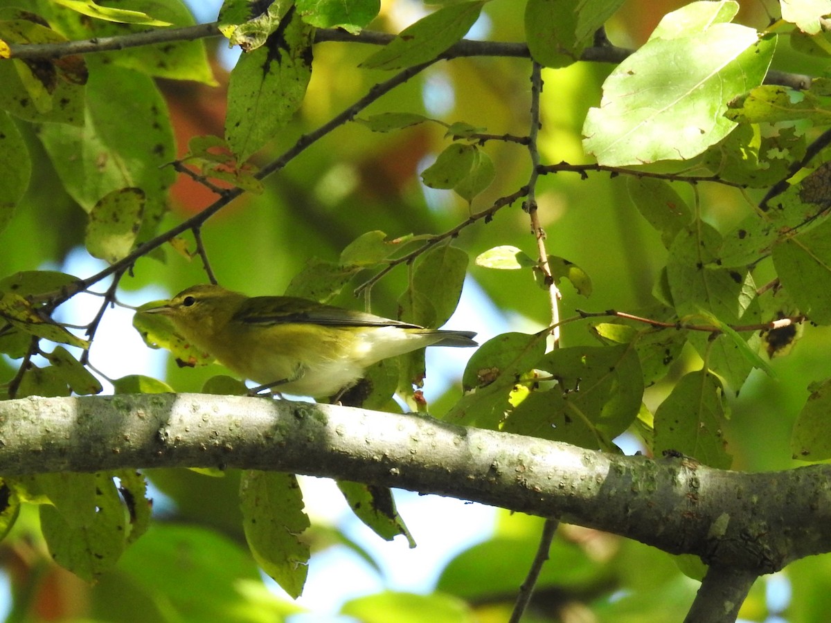 Tennessee Warbler - ML623880793