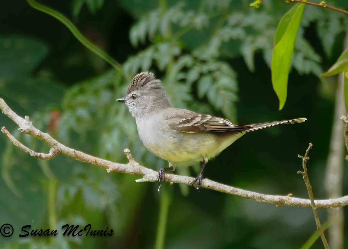 Amazonian Scrub-Flycatcher - ML623880795