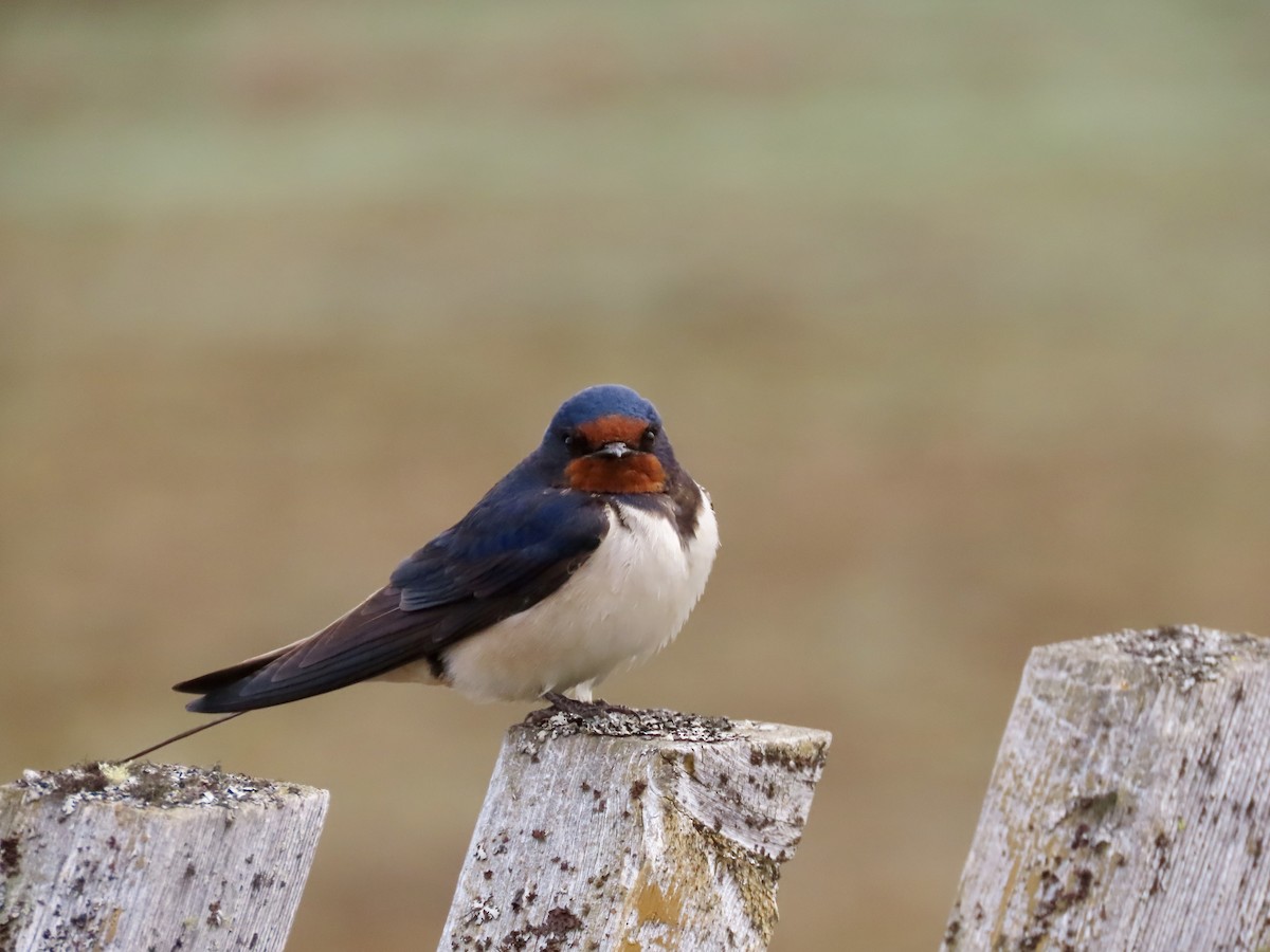 Golondrina Común - ML623880796