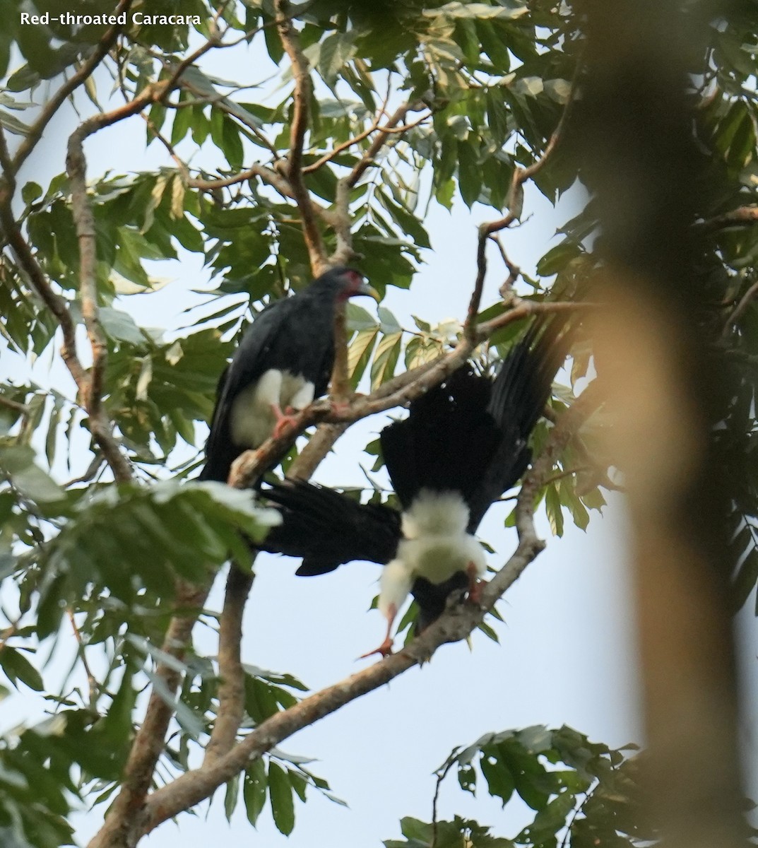 Red-throated Caracara - ML623880823