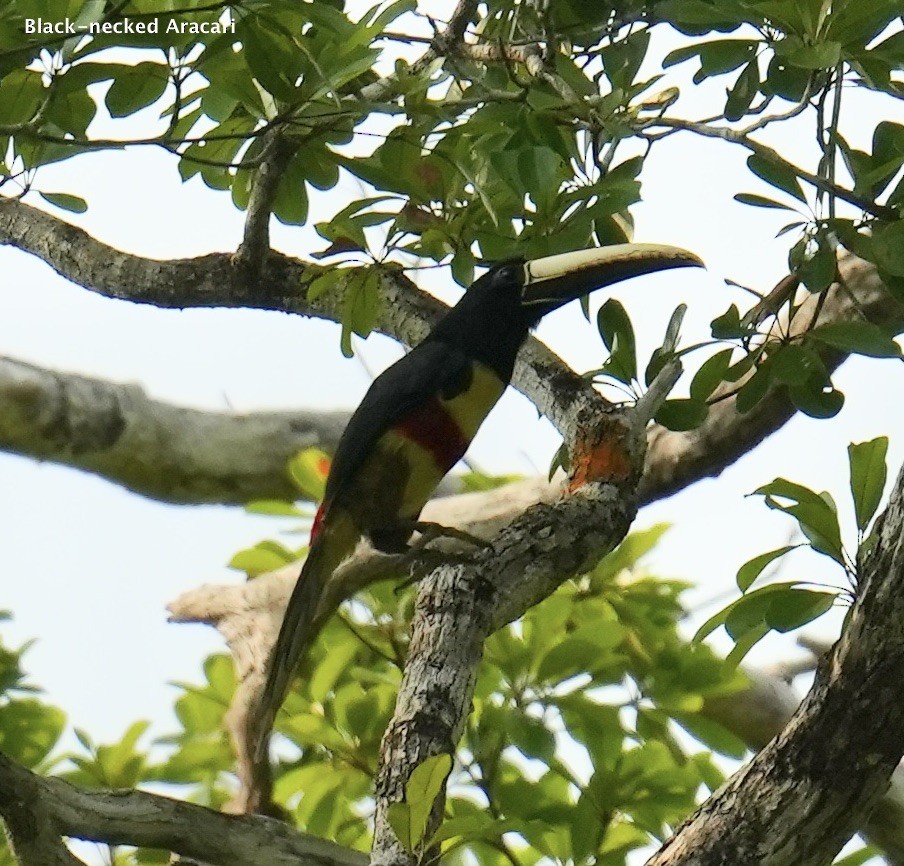 Black-necked Aracari - Phyllis Weintraub