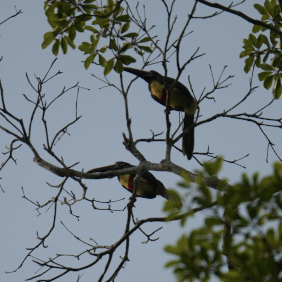 Black-necked Aracari - ML623880827