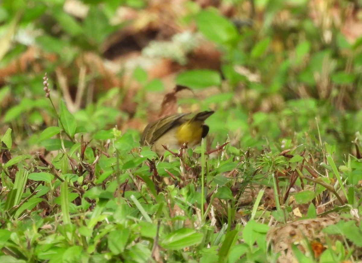 Palm Warbler - ML623880838