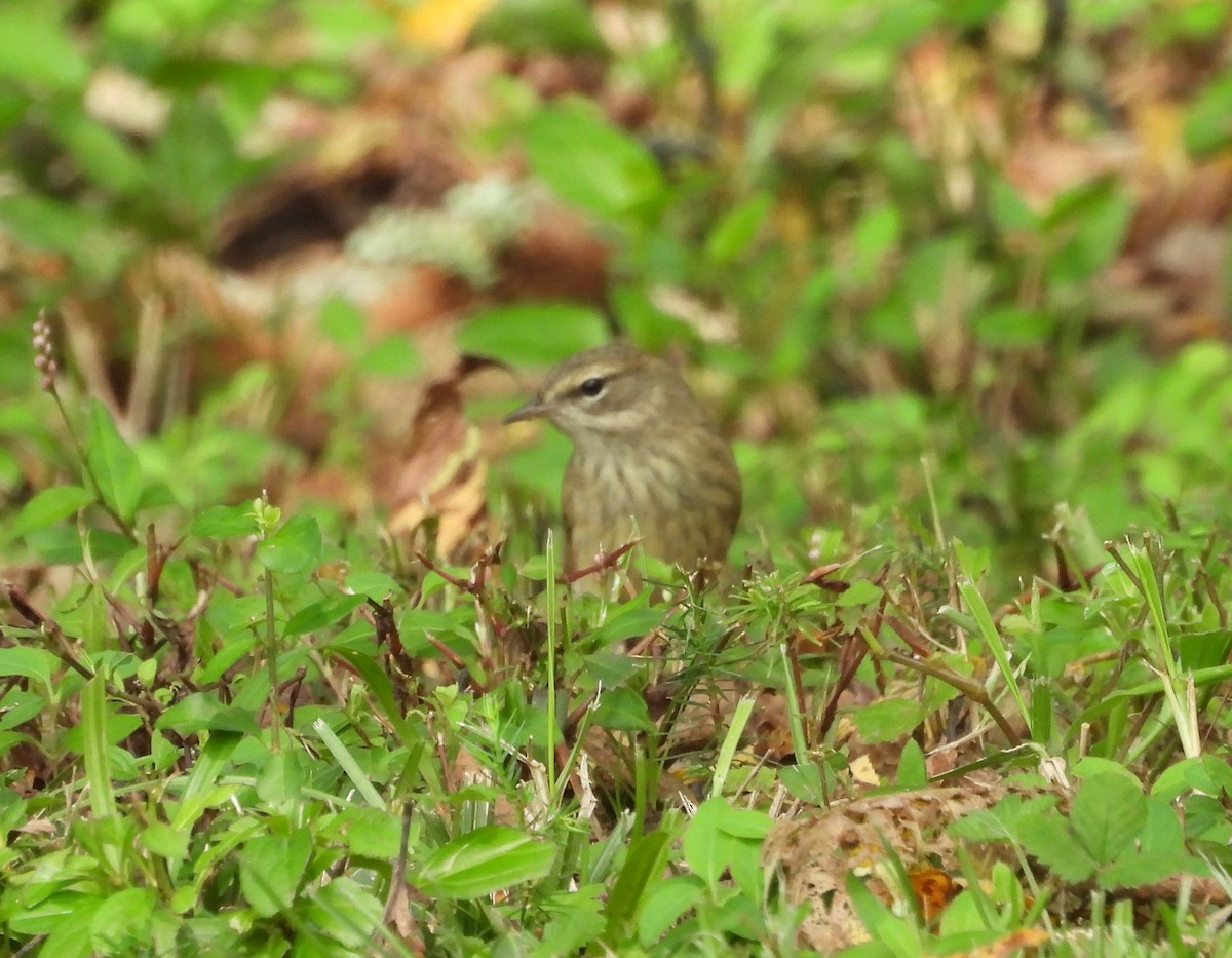 Palm Warbler - ML623880839