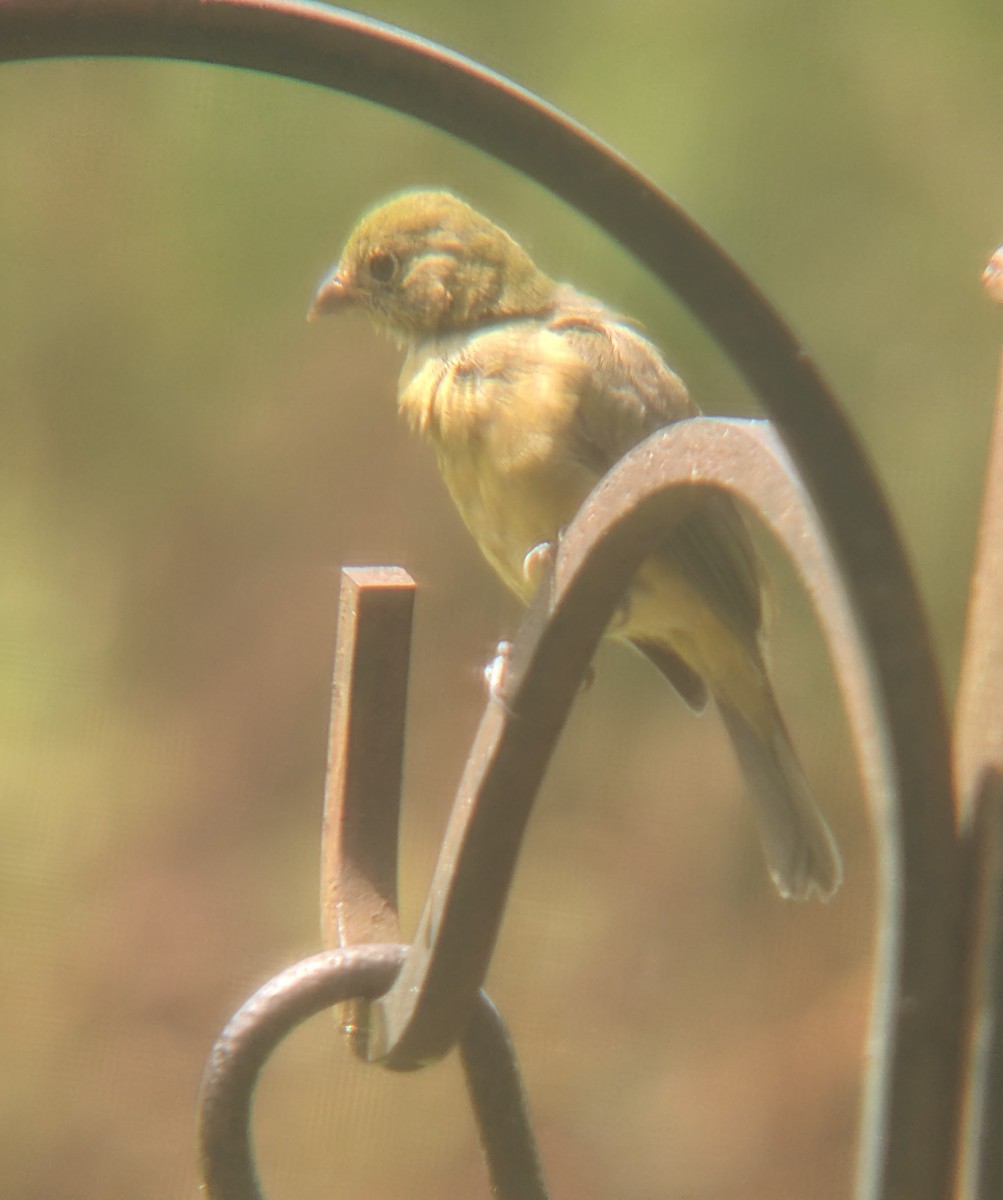 Painted Bunting - ML623880843