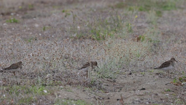 Pectoral Sandpiper - ML623880849