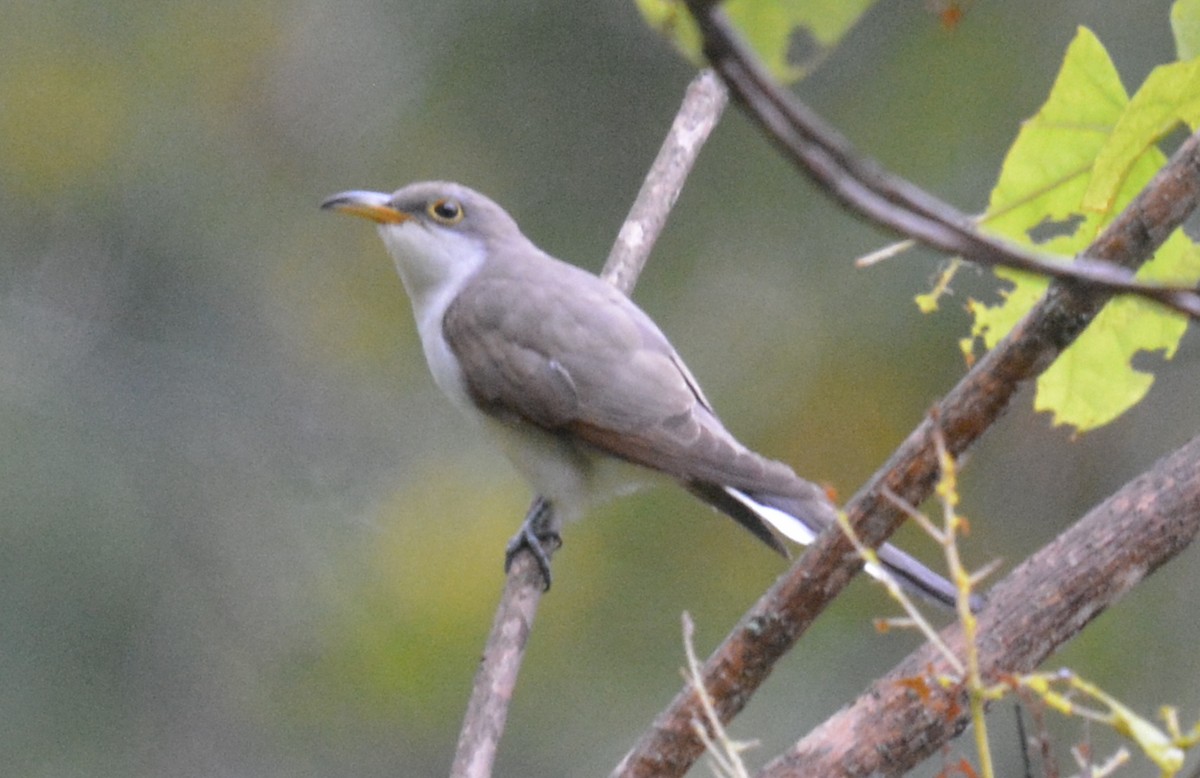 Yellow-billed Cuckoo - ML623880865